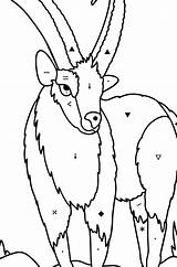 Desenho Cabra de Montanha Siberiana Para Colorir  Coloring For Kidscom sketch template