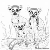 Lemur Coloring Pages  Free & Printable sketch template