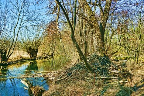 Natur Fluss Biberburg · Kostenloses Foto auf Pixabay