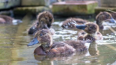 Baer's pochard conservation | WWT