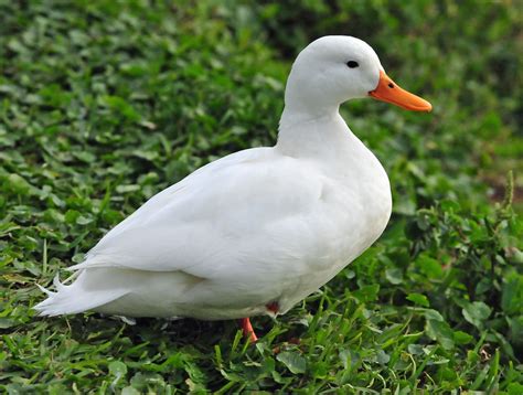 Anas platyrhynchos, Mallard, 绿头鸭, Bird, 鳥, Malaysia animal photo, 馬來西亞動物照片