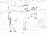 Two Donkeys coloring Page  Free Printable Coloring Pages sketch template