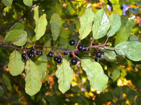 Rhamnus frangula (Rhamnaceae) image 1474 at PlantSystematics.org | Screen plants, Seeds, Home ...