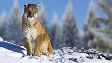 The Eastern Cougar Is Declared Extinct After Not Being Seen For 80 ...