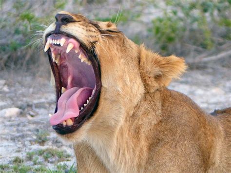 Africa Safari Story: Lions in Etosha National Park