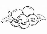 Ripen Nectarines Coloring Page  Free Printable Pages sketch template