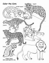 Big Cat Coloring Pages At GetDrawings  Free Download sketch template