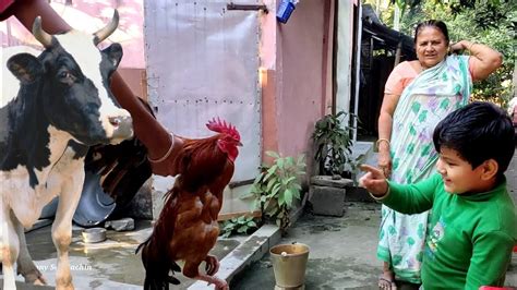 Cute Village Boy playing with Cock| village boy life || Cow sounds Moo ...