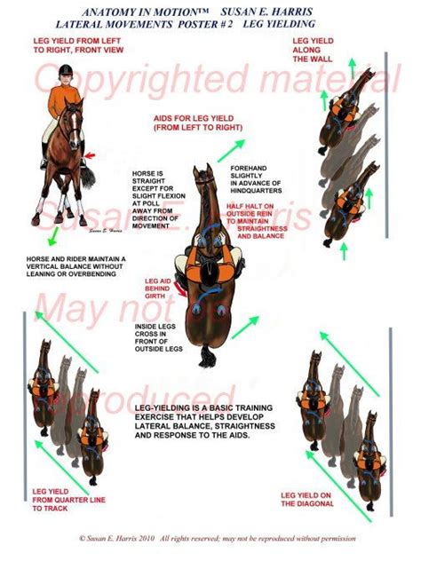 Anatomy in Motion : Susan Harris Posters | Dressage horses, Horses, Dressage