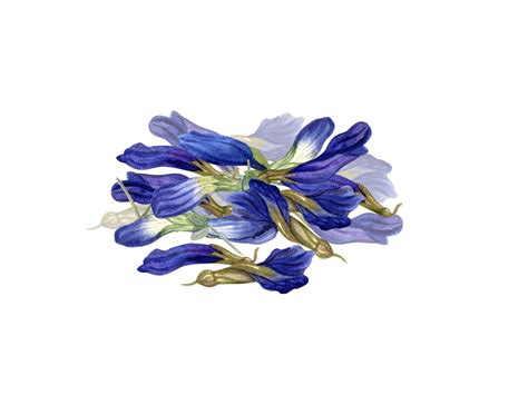 Handful of dried clitoria flowers. Buds for healthy drink. Anchan, Dried Blue Butterfly Pea ...