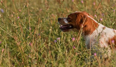 How to Train Your Brittany Dog to Point | Wag!