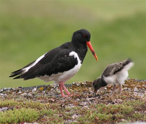 Eurasian oystercatcher (Haematopus ostralegus)