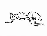 Free Printable Ant Coloring Pages For Kids sketch template