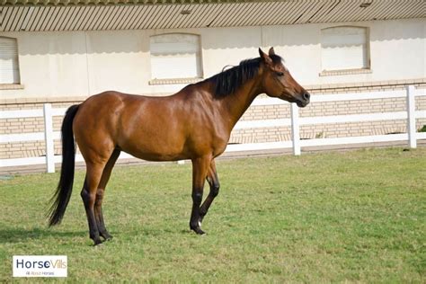 11 Best Jumping Horses for a Great Show (W/ Photos & Videos)