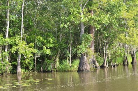 Louisiana Sportsman