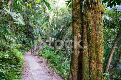 Rainforest In Puerto Rico Stock Photo | Royalty-Free | FreeImages