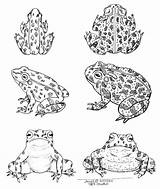 Frog And Toad Coloring Page Home Sketch sketch template