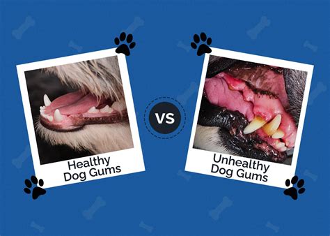 Unhealthy Gums In Dogs