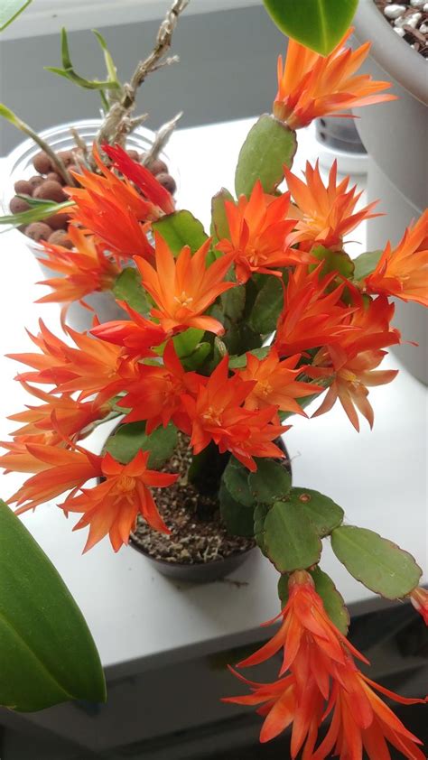 an orange flower is in a pot on a white table next to other flowers and ...