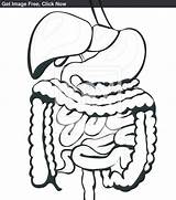 Printable Digestive System Coloring Page Diagram  sketch template