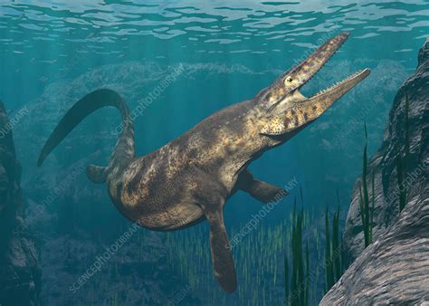 Mosasaurus swimming, illustration - Stock Image - F023/9490 - Science Photo Library