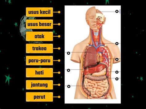 Kedudukan Organ dalam Sistem Tubuh Manusia - Gambar rajah berlabel