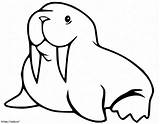 A Simple Walrus coloring Page sketch template