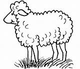 Coloring Pages Of Sheep sketch template