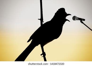 1 Singing Bulbul Posters Images, Stock Photos, 3D objects, & Vectors | Shutterstock