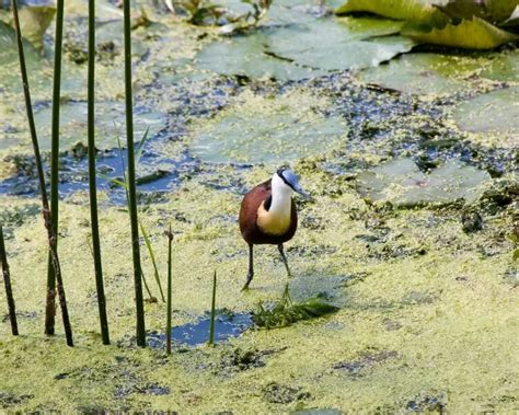 African jacana - Facts, Diet, Habitat & Pictures on Animalia.bio