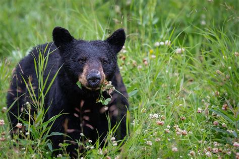 Where to See Wildlife Near Colorado Springs