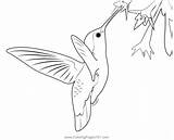 Hummingbird Coloring Pages Printable sketch template