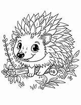 Premium Photo  Coloring Pages hedgehogs Free Printable hedgehog sketch template