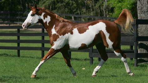 The Top 6 Horse Breeds for Beginners