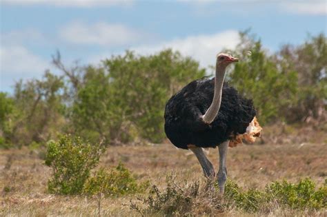 14 Wild Animals in Cameroon [Wildlife in Cameroon] - Kevmrc