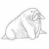 Walrus coloring Pages – Coloring Corner sketch template