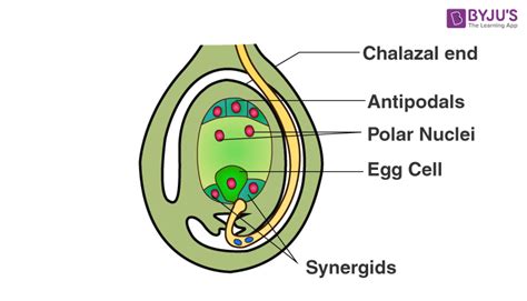 RBSE Solutions For Class 12 Biology Chapter 2: Male and Female ...