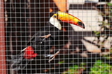 Premium Photo | Toucan bird sits on a branch in a cage. big toucan in tropical forest. amazing ...