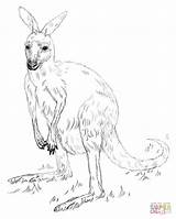 Eastern Grey Kangaroo coloring Page  Free Printable Coloring Pages sketch template