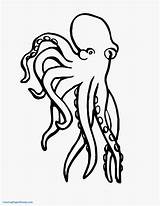 Squid Coloring Pages At GetColoringscom  Free Printable Colorings sketch template