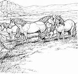 Horse Coloring Pictures For Adults Pages sketch template