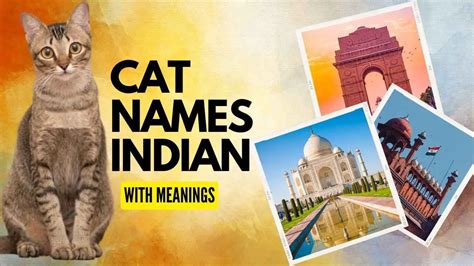 409 Indian Cat Names (2022)- With Meanings- Zippy Pet