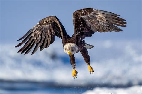 Juvenile Bald Eagle In Flight