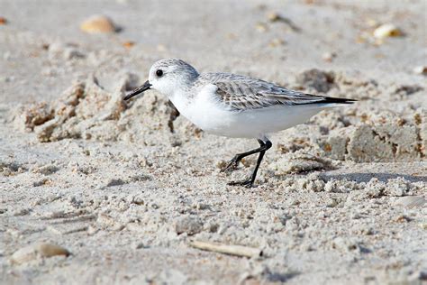 Sanderling On A Beach Photograph by Daniel Caracappa