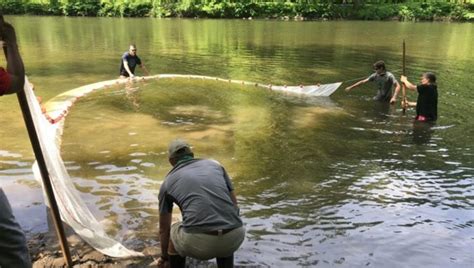 Thanks to Dam Demolition, American Shad Spawning in Brandywine Creek Once Again