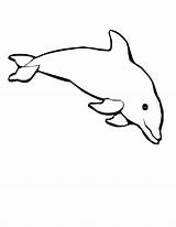 Baby Dolphin Coloring Pages  Free Download On ClipArtMag sketch template