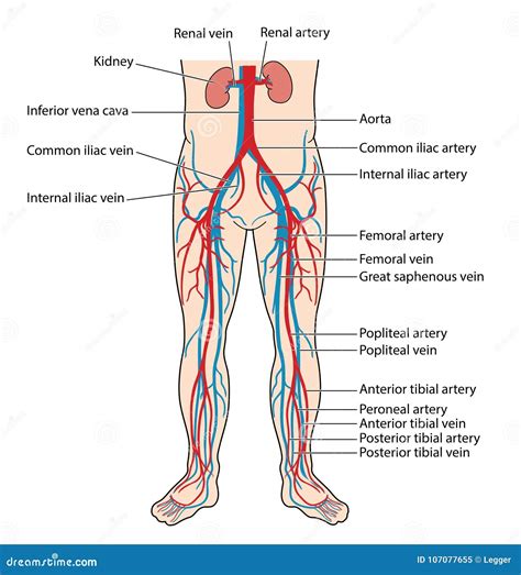 Blood Vessels of the Lower Body Stock Vector - Illustration of arteries, vein: 107077655