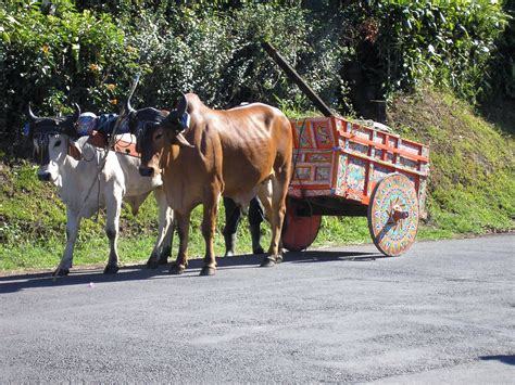 Ox Cart Costa Rica | Living in costa rica, Travel fun, Places to go