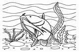 30  Catfish Coloring Pages Free Printable PDF JPG PNG & Online sketch template