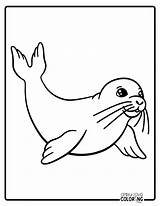 Seal Coloring Pages Free PDF Printables  Simply Love sketch template